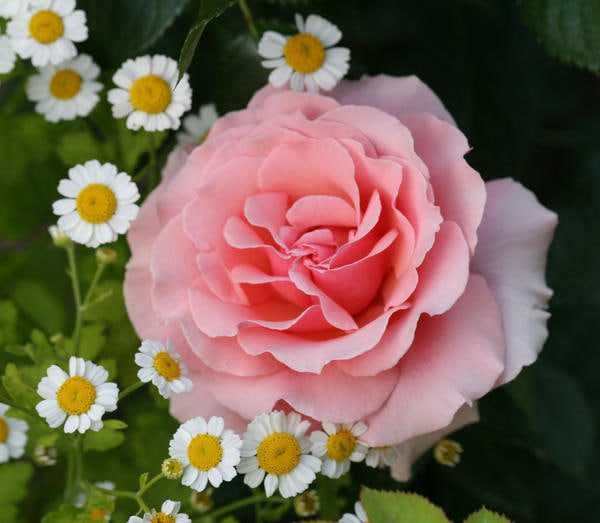 Традесканция Рео, папоротник , роза розовая для сада