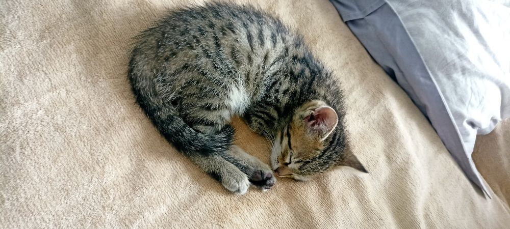 Котенок в добрые руки