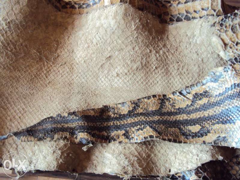 Три метрова кожа!