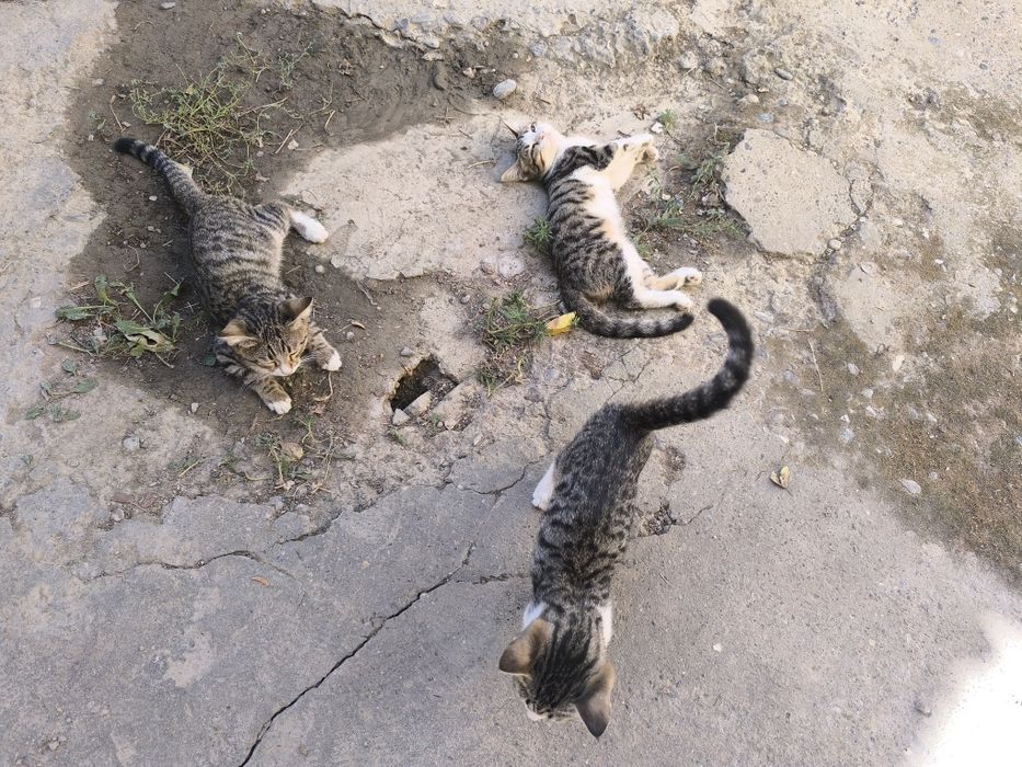 Котята в добрые руки