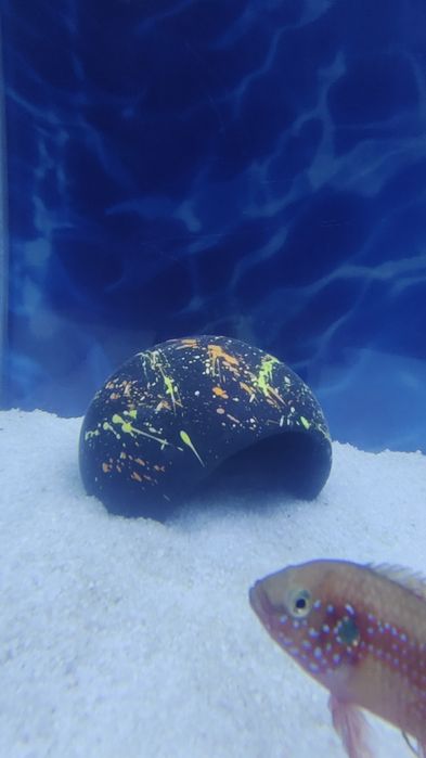 Akvarium uchun bezaklar