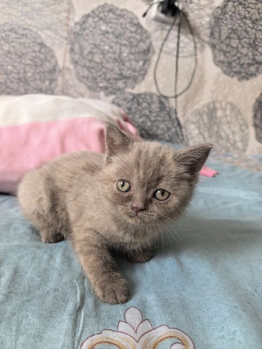 Отдам котёнка девочку