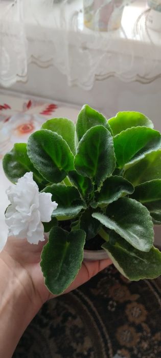 Продам фиалки ...