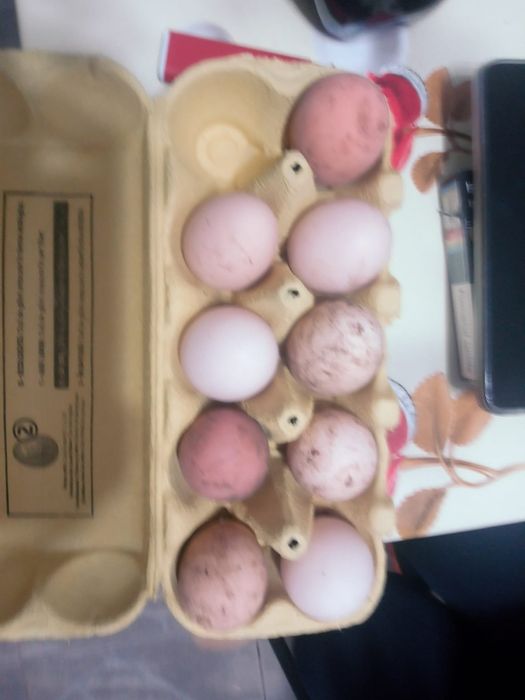 Schimb cocos Sussex Portelan