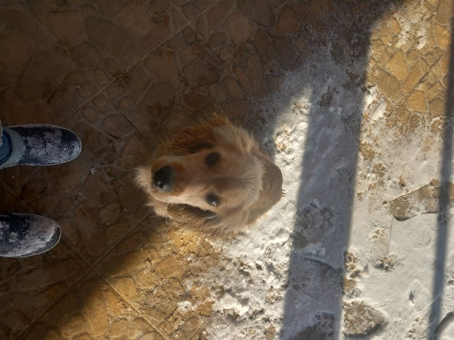 Кокер Шпаньол  9 месеца