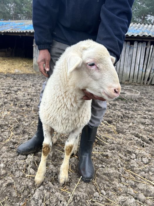 Vand berbecuț Assaf