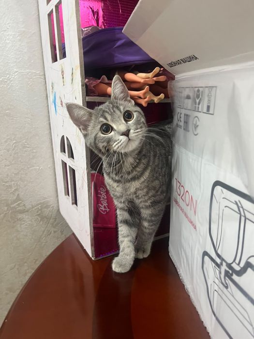 кот, короткошорстный британский