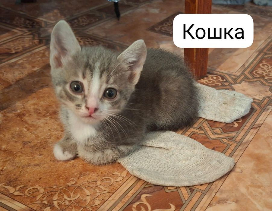 Котята домашние бесплатно