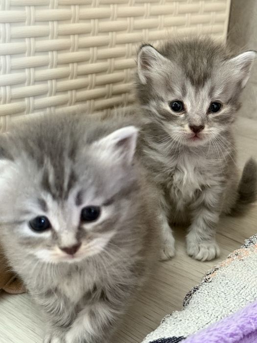 Продам         красивых          котят.