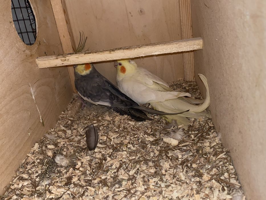 Karella va boshqa sayroqi qushlar