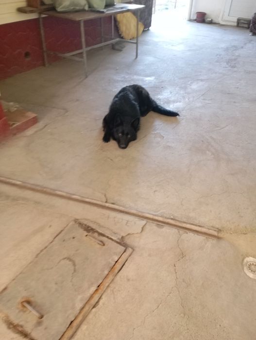 Немецкая овчарка