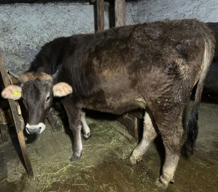 Продам телочка 1 3 года