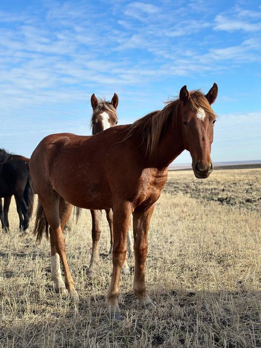 Еркек тай сатамын.