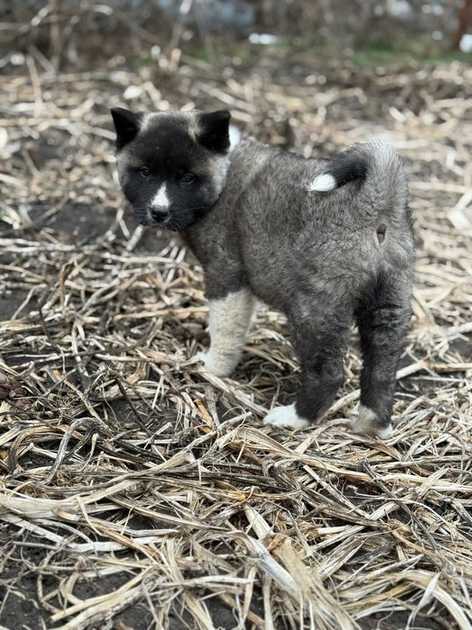 Американска Акита – 2 месеца