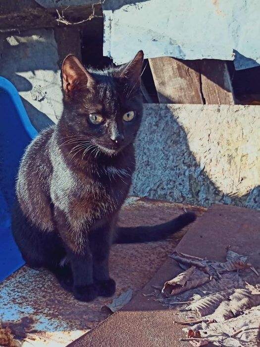 Малко гальовно черно женско коте търси дом