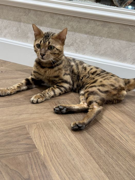 Bengal mushuk soglom кот