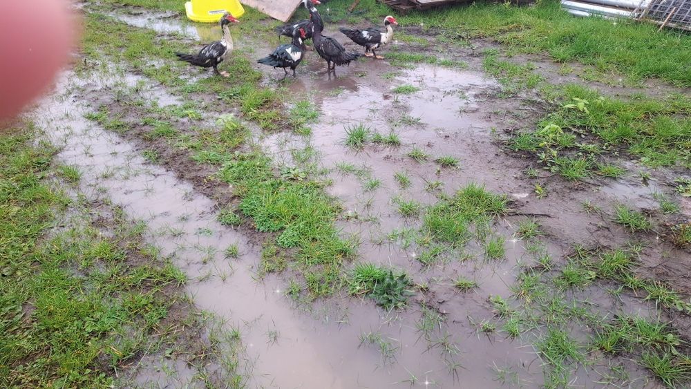 Продава се НЕМИ патоци