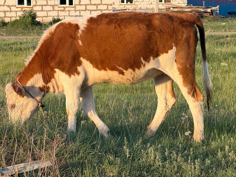 Сиыр/Корова на Курбан айт