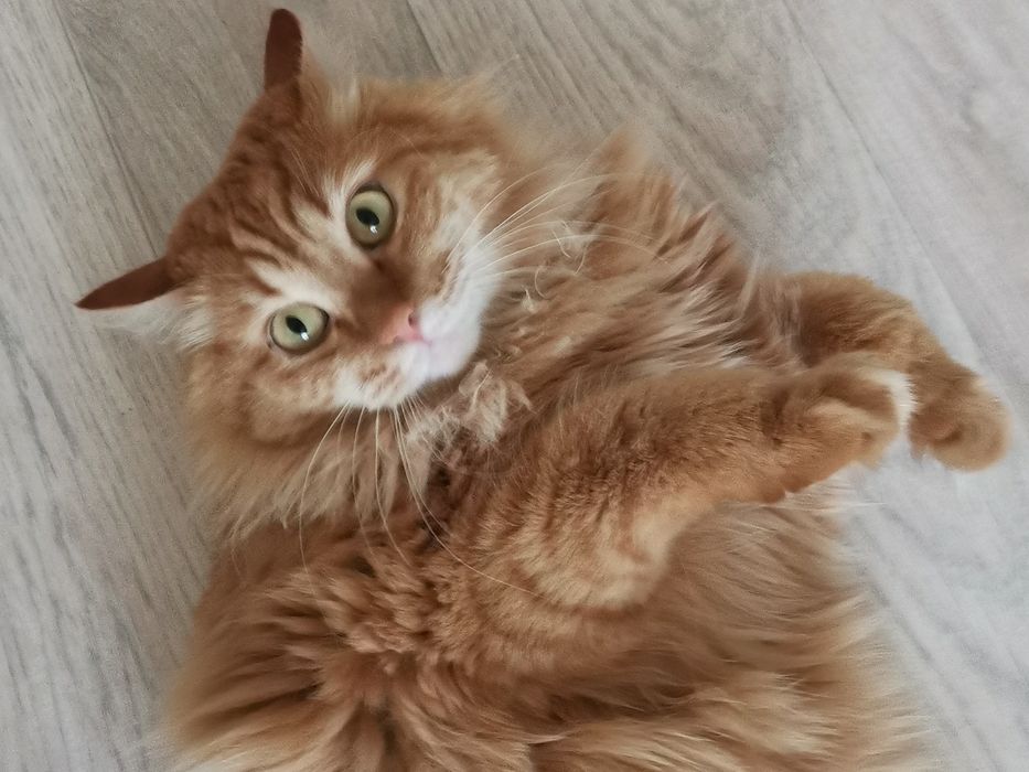 Кошечка в добрые руки