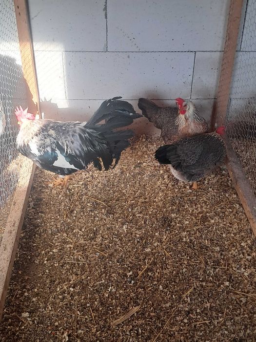 Gaini Italiana argintie