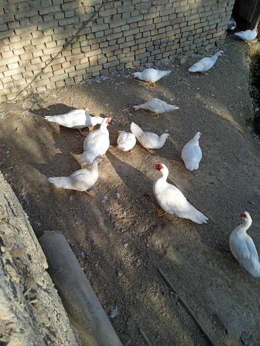 ИНДОУТКИ(готовый бизнес)