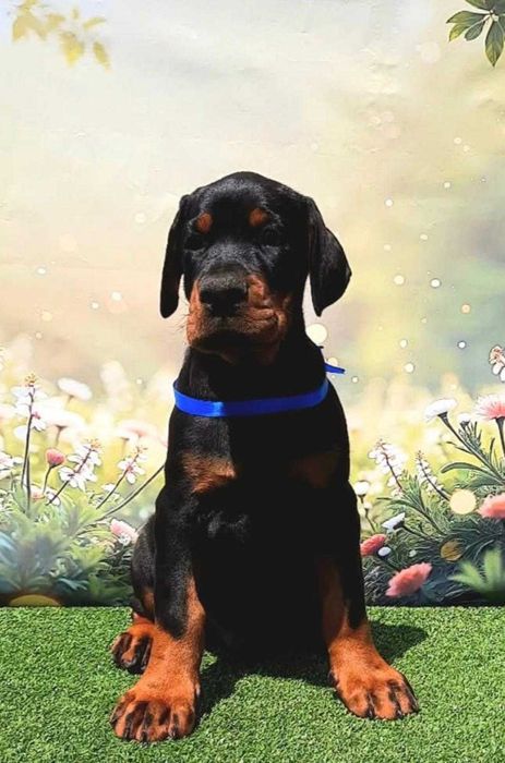 Pui de Doberman European de calitate  superioară