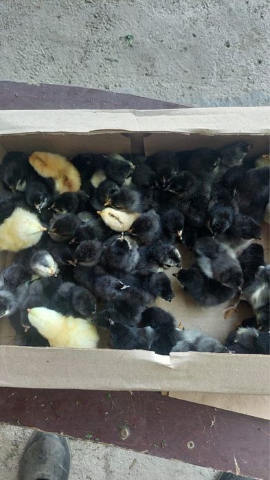 Джирсийский гигант цыплята