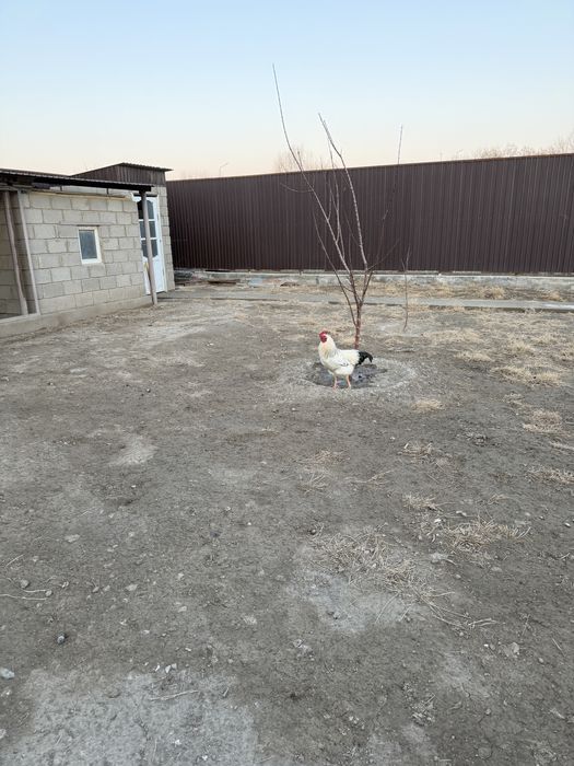 Әтеш сатылады, келісімді бағағк