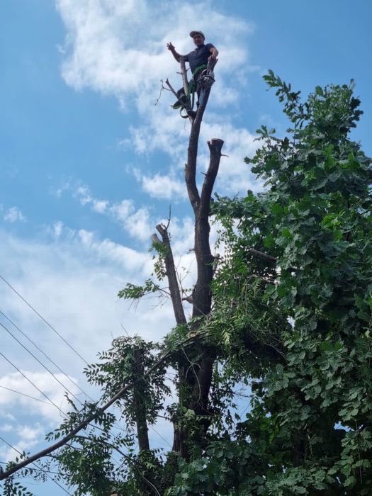 Спил дерева,обрезка дерева.спилить дерево
