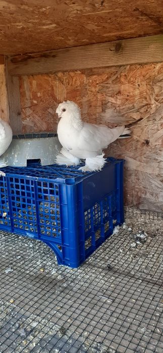 Porumbei jucatori de uzbekistan