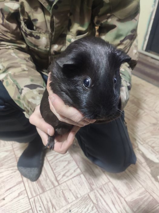 Продам Морскую Свинку