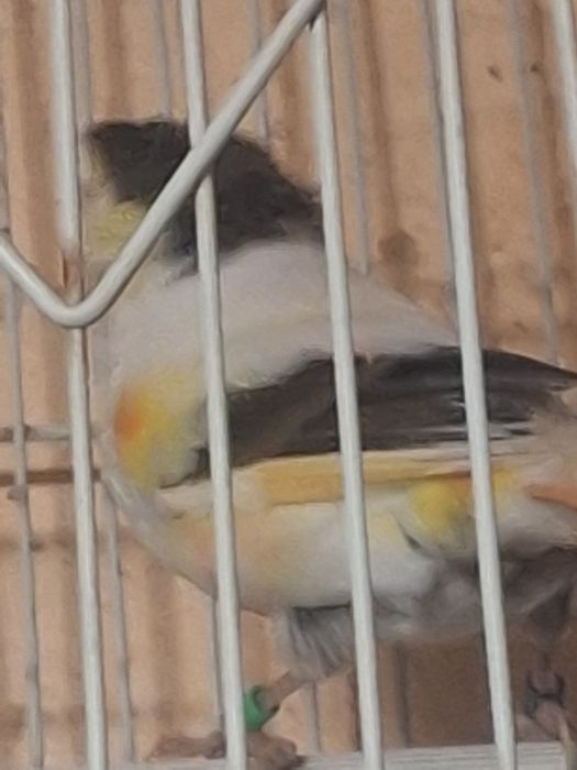 Vand o pereche de papagali  canari portughez