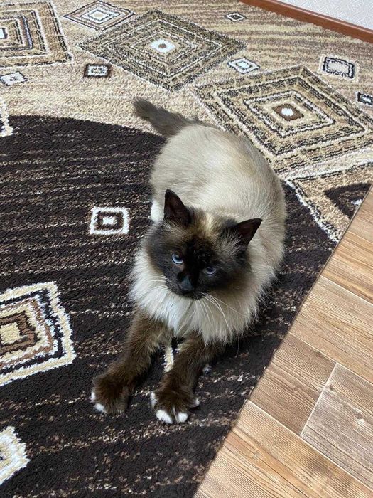 Кот в добрые руки