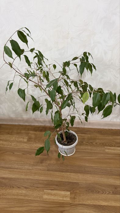 Комнатные домашние цветы