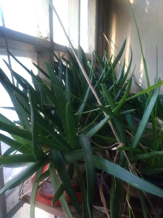 Алоя  вера.лечебная.