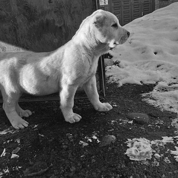 Алабай кучуклари