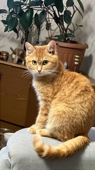 Котенок мальчик 5 мес