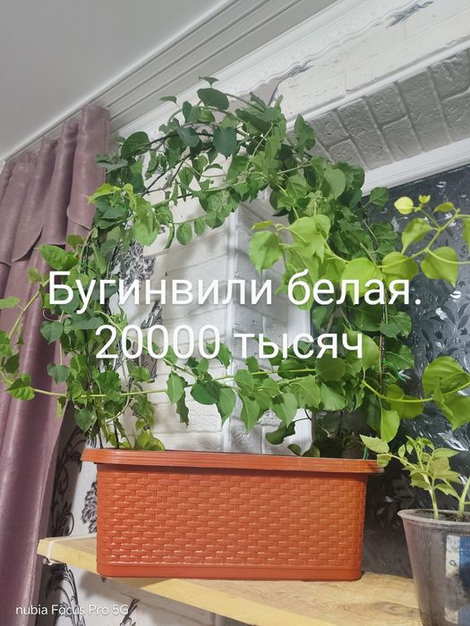 Комнатные растения