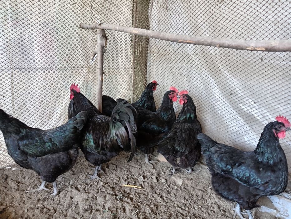 Австролоп тухумлари