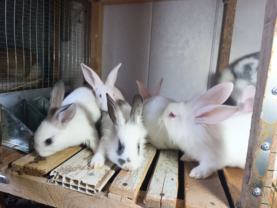 Velikan bollari 45 kunli