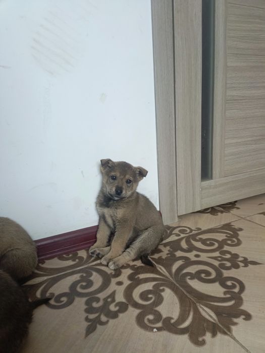 Срочно отдам щенят