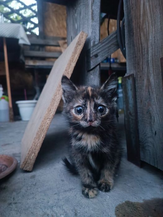 Отдам котят в добрые руки