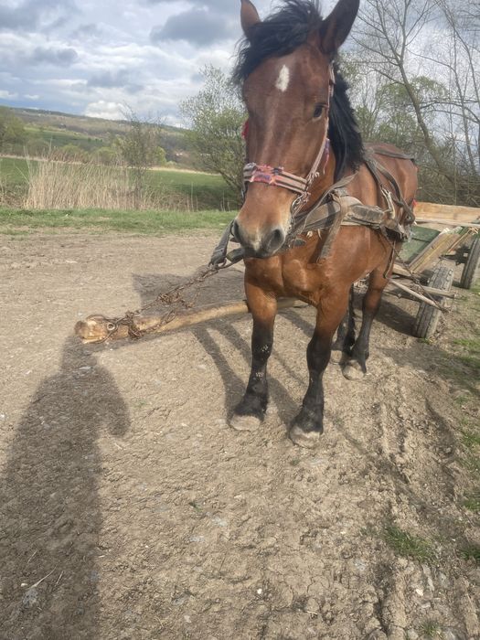 Iapa de 5 ani de vanzare sau schimb pe vaci