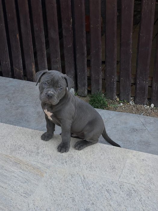 American Pocket Blue Eyes – Pedigree ABKC