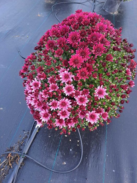 Кълбовидна хризантема-13лв