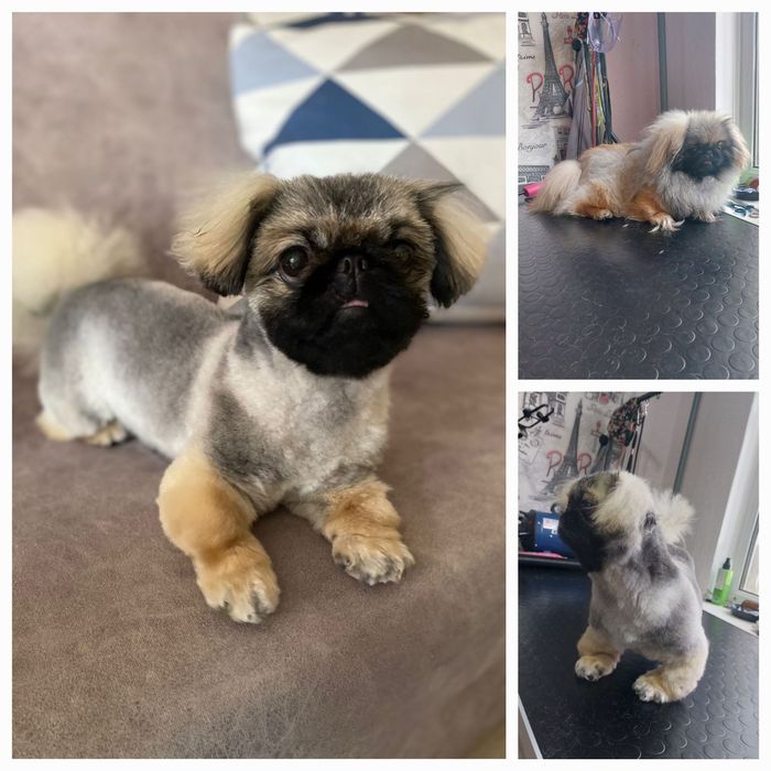 Груминг, стрижка животных, кошек, собак