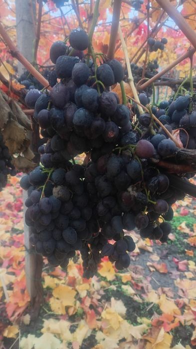 Struguri pentru vin,țuică,suc,oțet,etc