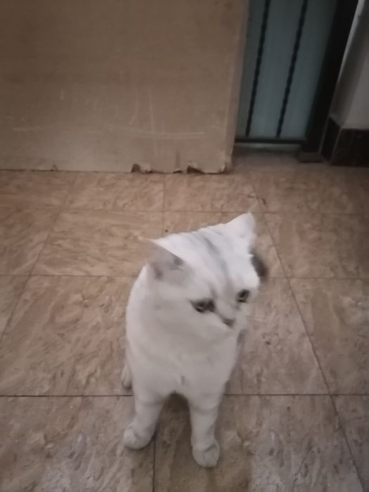 Кошка породистая шатланская