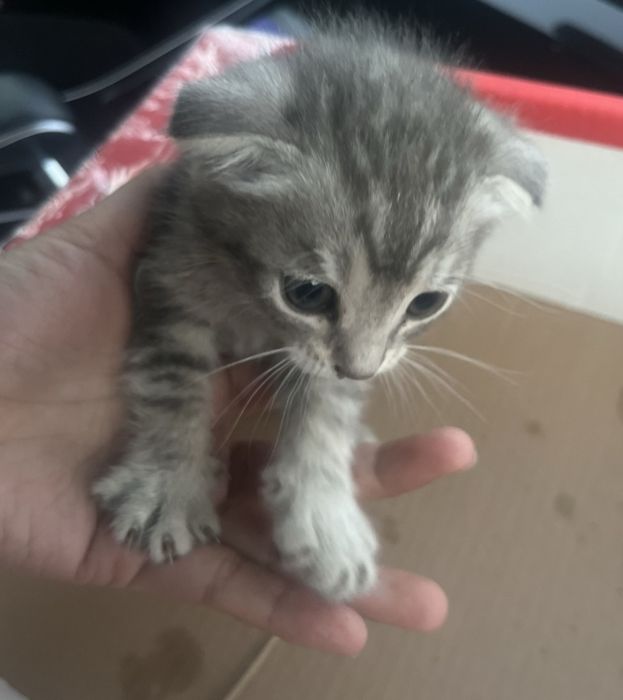 Котята к лотку приучены, мальчики и девочки