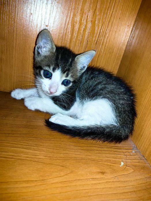 Подарявам  коте